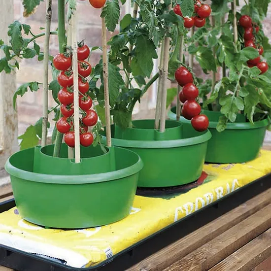 como plantar tomate em vaso autoirrigável