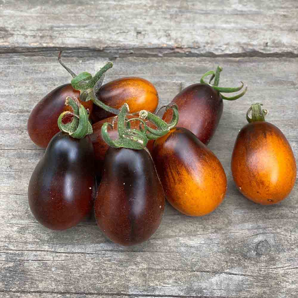 como plantar tomate índigo