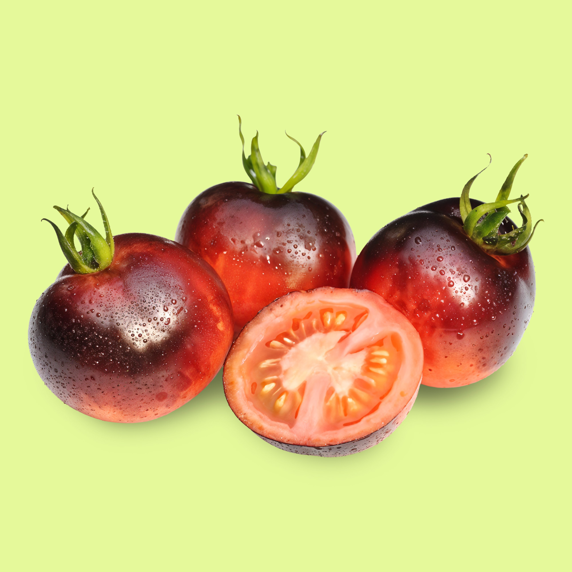 5 Dicas Essenciais para o Plantio de Tomate Indigo Rose em Vaso