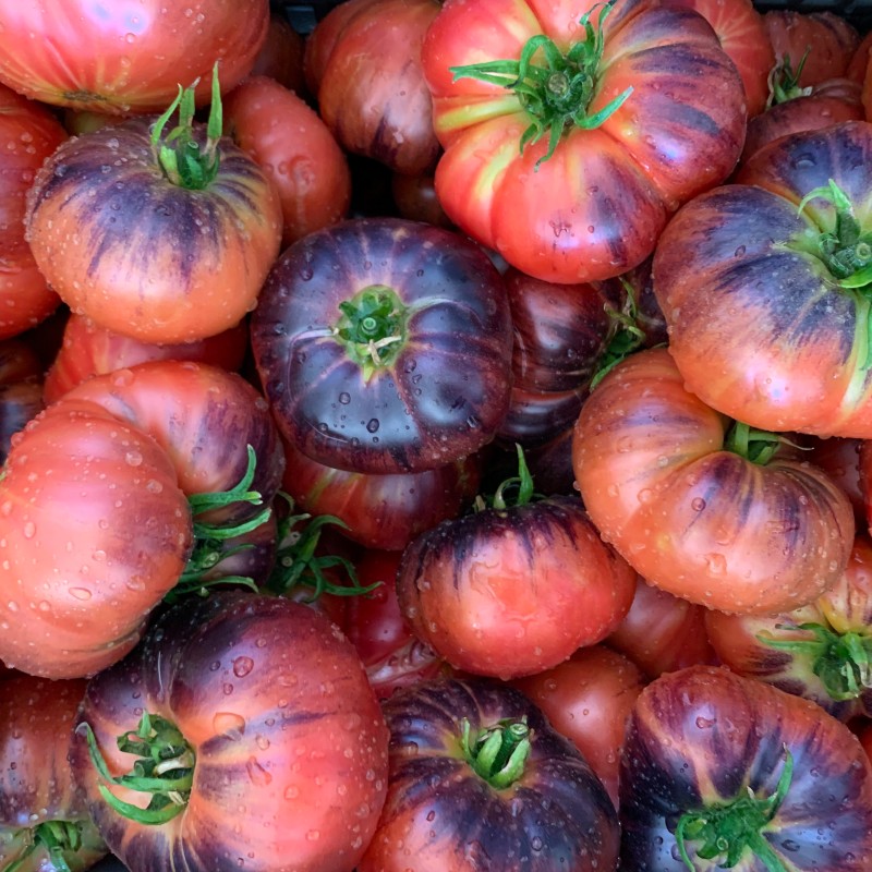 Como Identificar e Tratar as Principais Pragas do Tomateiro Indigo Rose