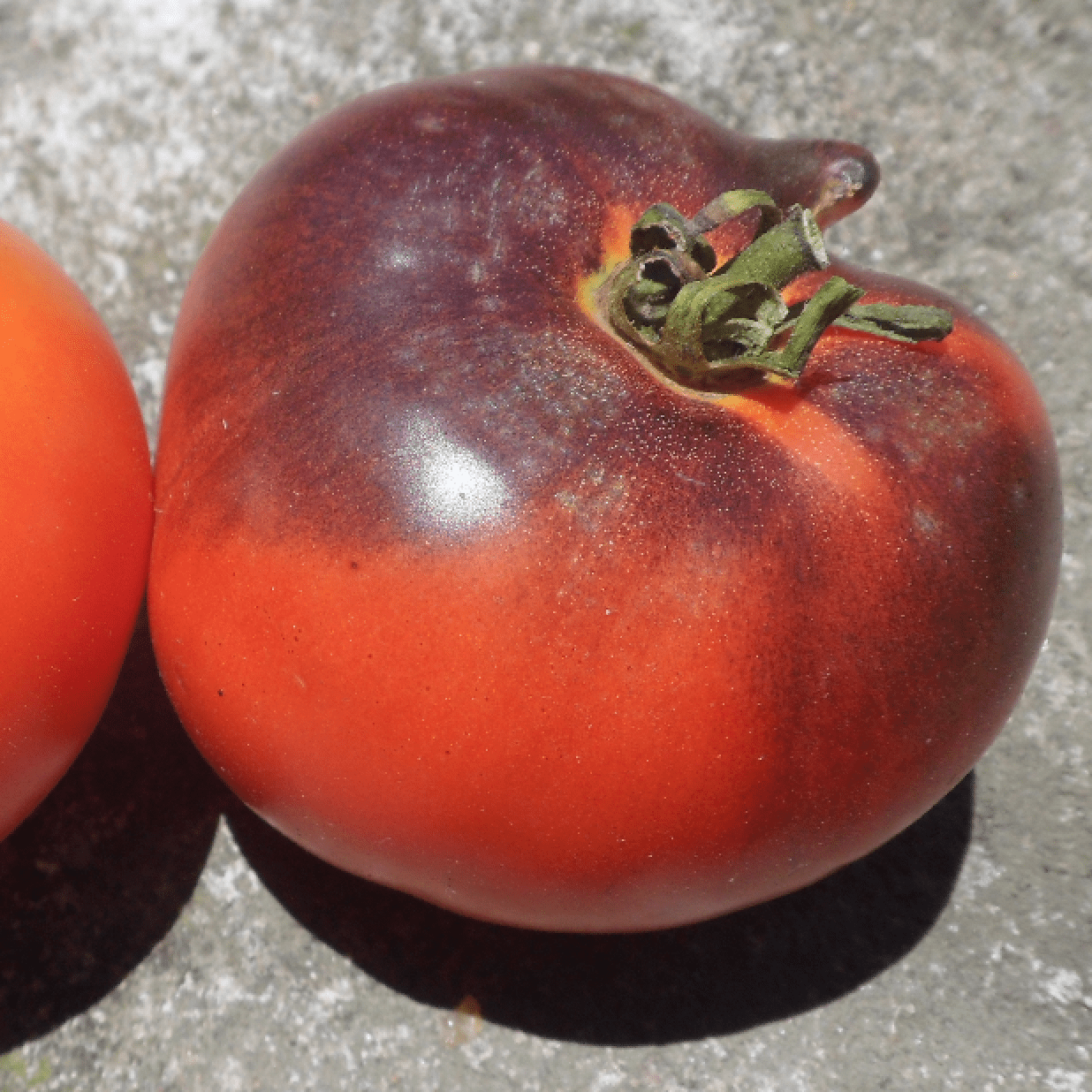 como plantar tomate índigo