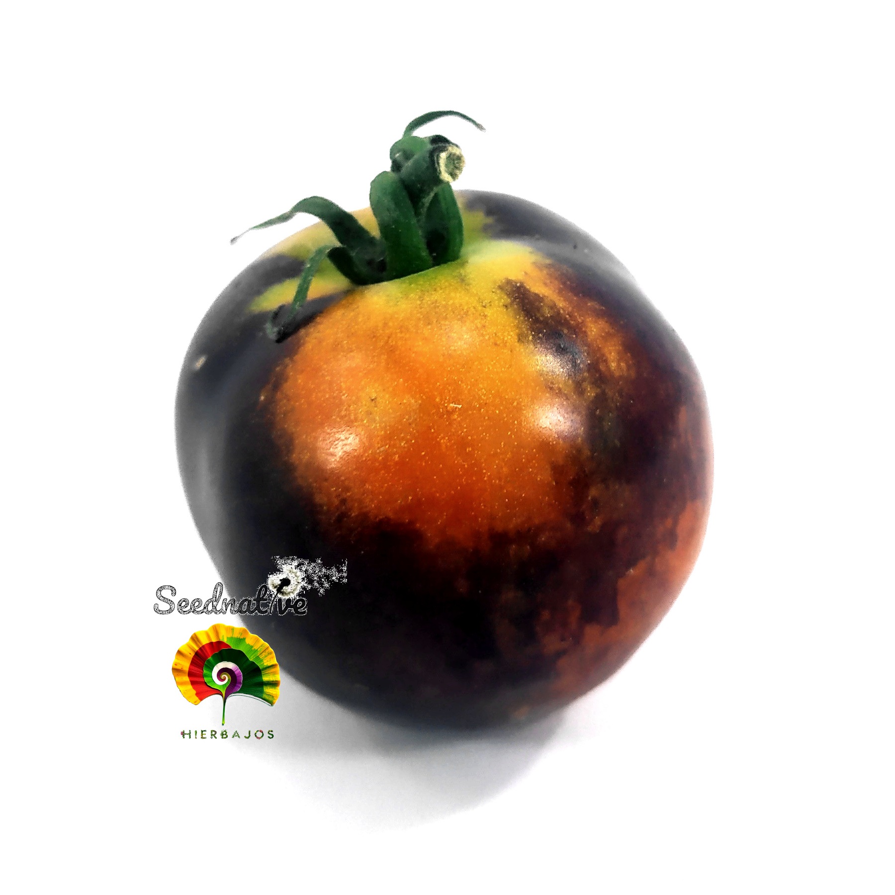 Como Identificar e Tratar as Principais Pragas do Tomateiro Indigo Rose