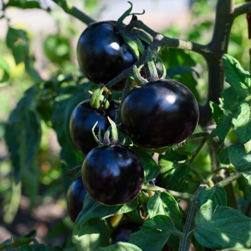 Guia Completo de Adubação para Tomates Roxos