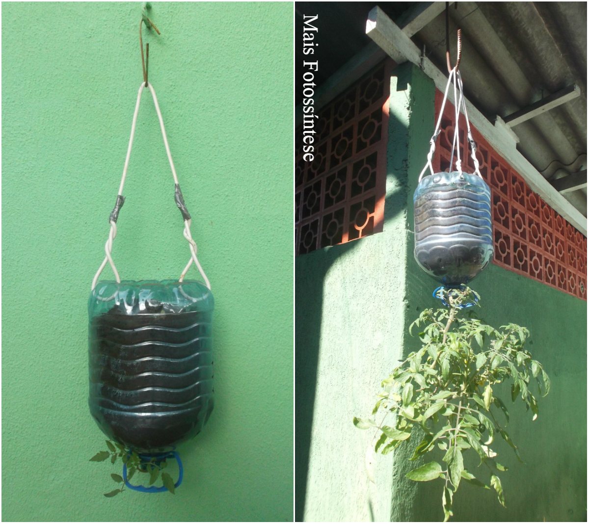 5 Melhores Variedades de Tomate para Cultivo Invertido