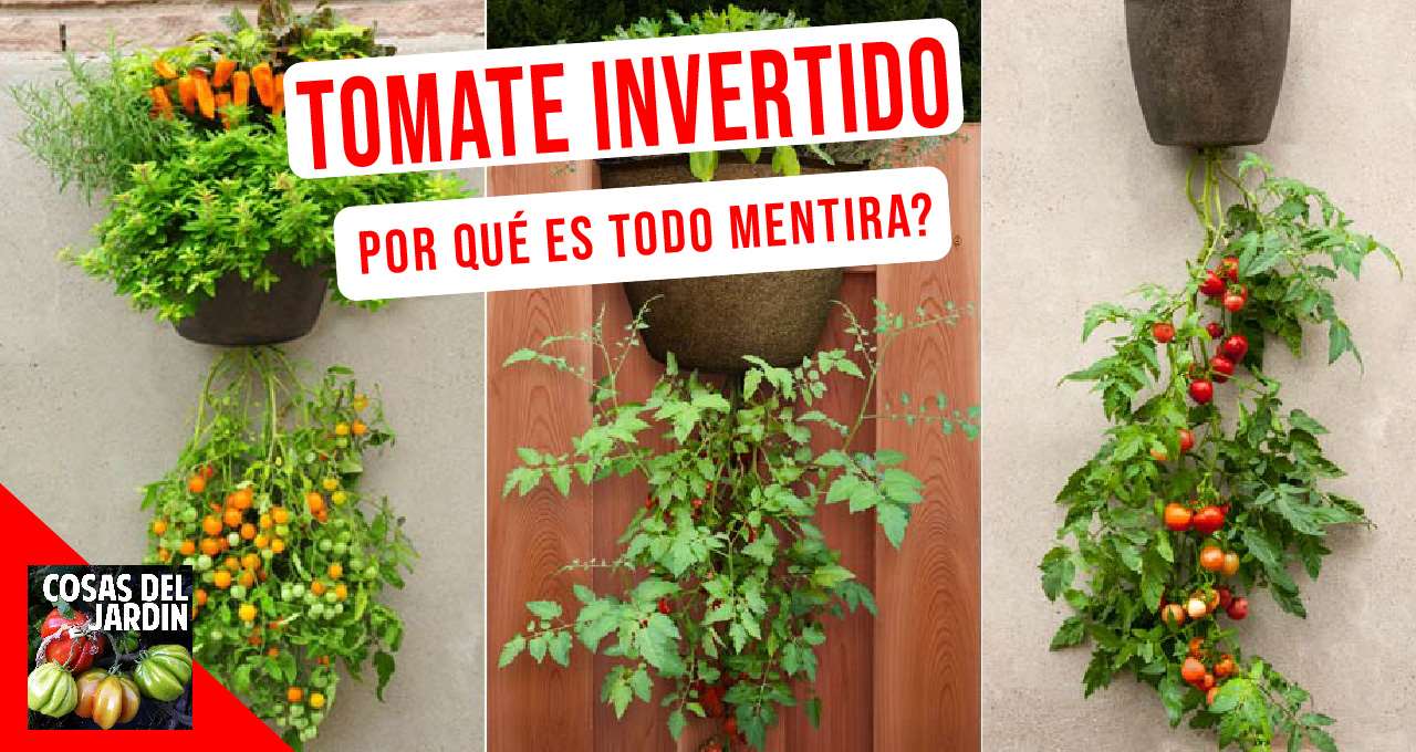 Como Proteger seu Tomateiro de Pragas Comuns