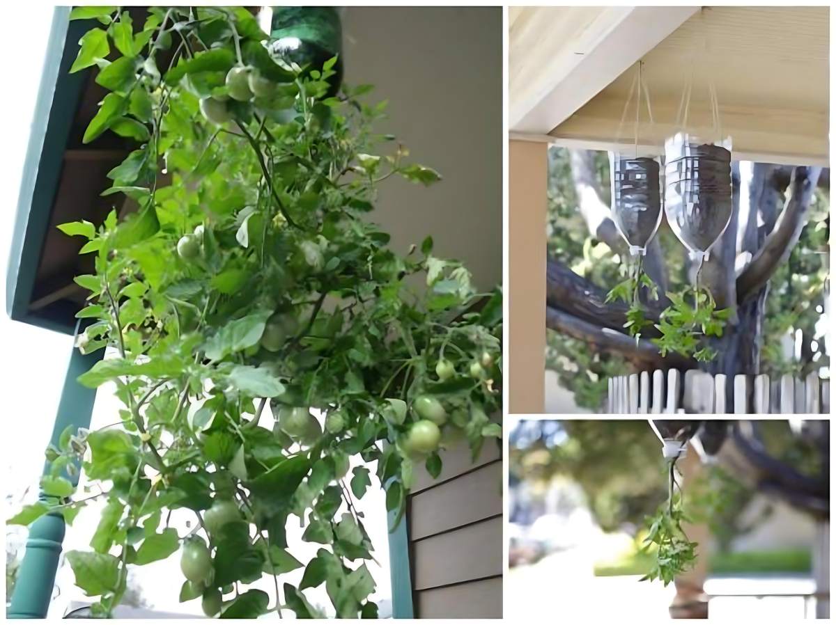 como plantar tomate invertido