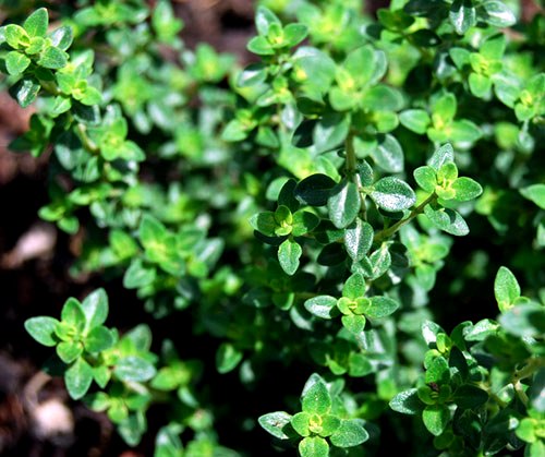 5 Usos Culinários do Tomilho-Limão