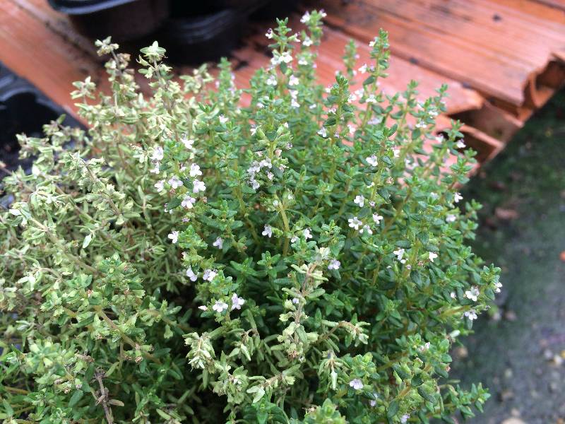 Os Benefícios do Tomilho-Limão para a Saúde