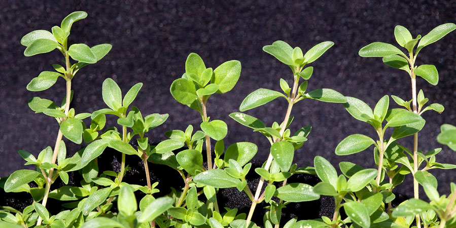 Como Fazer Mudas de Tomilho-Limão