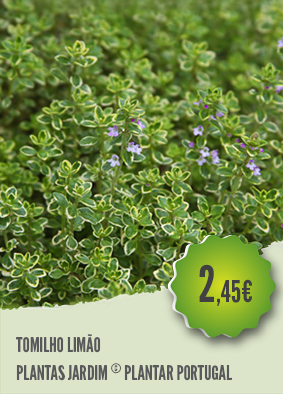 Como Resolver Problemas Comuns no Cultivo de Tomilho-Limão