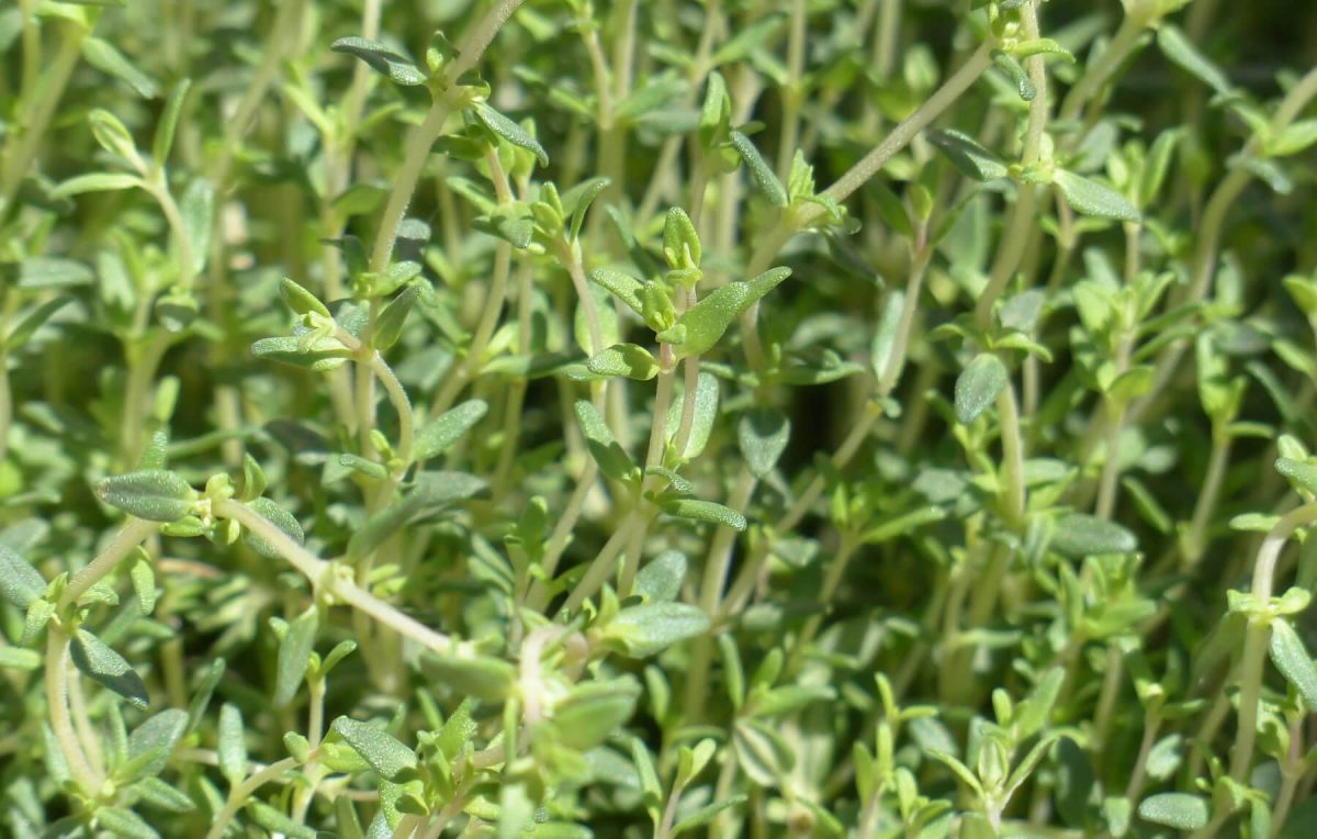 5 Usos Culinários do Tomilho-Limão