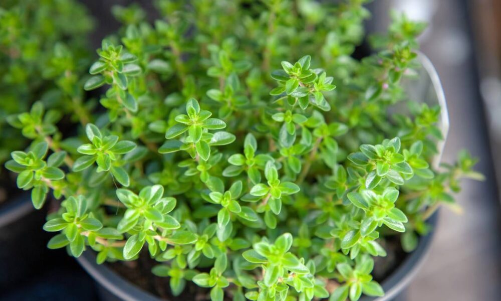 Tomilho-Limão vs. Outras Variedades de Tomilho