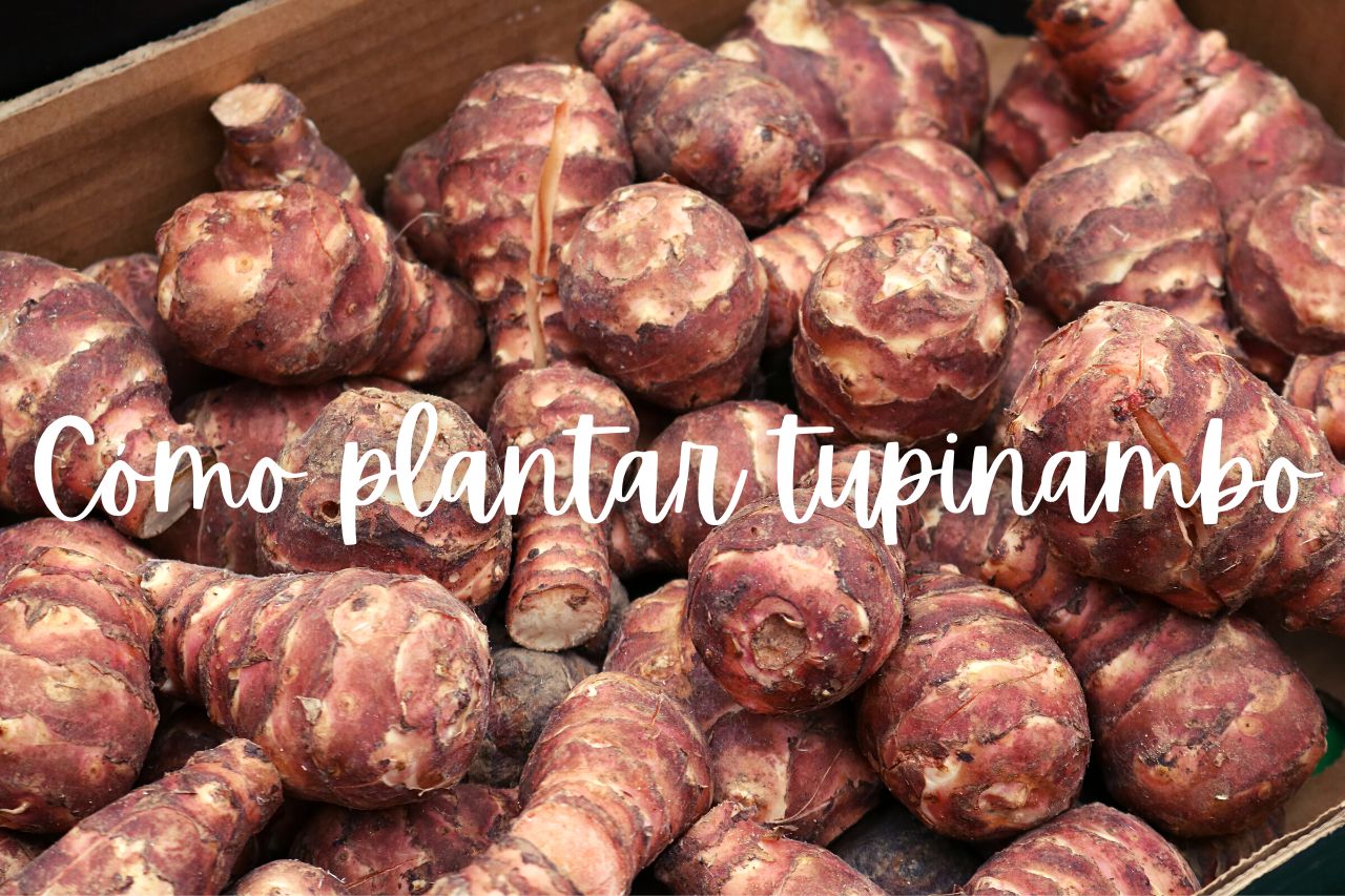 como plantar topinambo