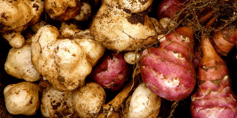 5 Receitas Deliciosas com Topinambo para Surpreender seu Paladar