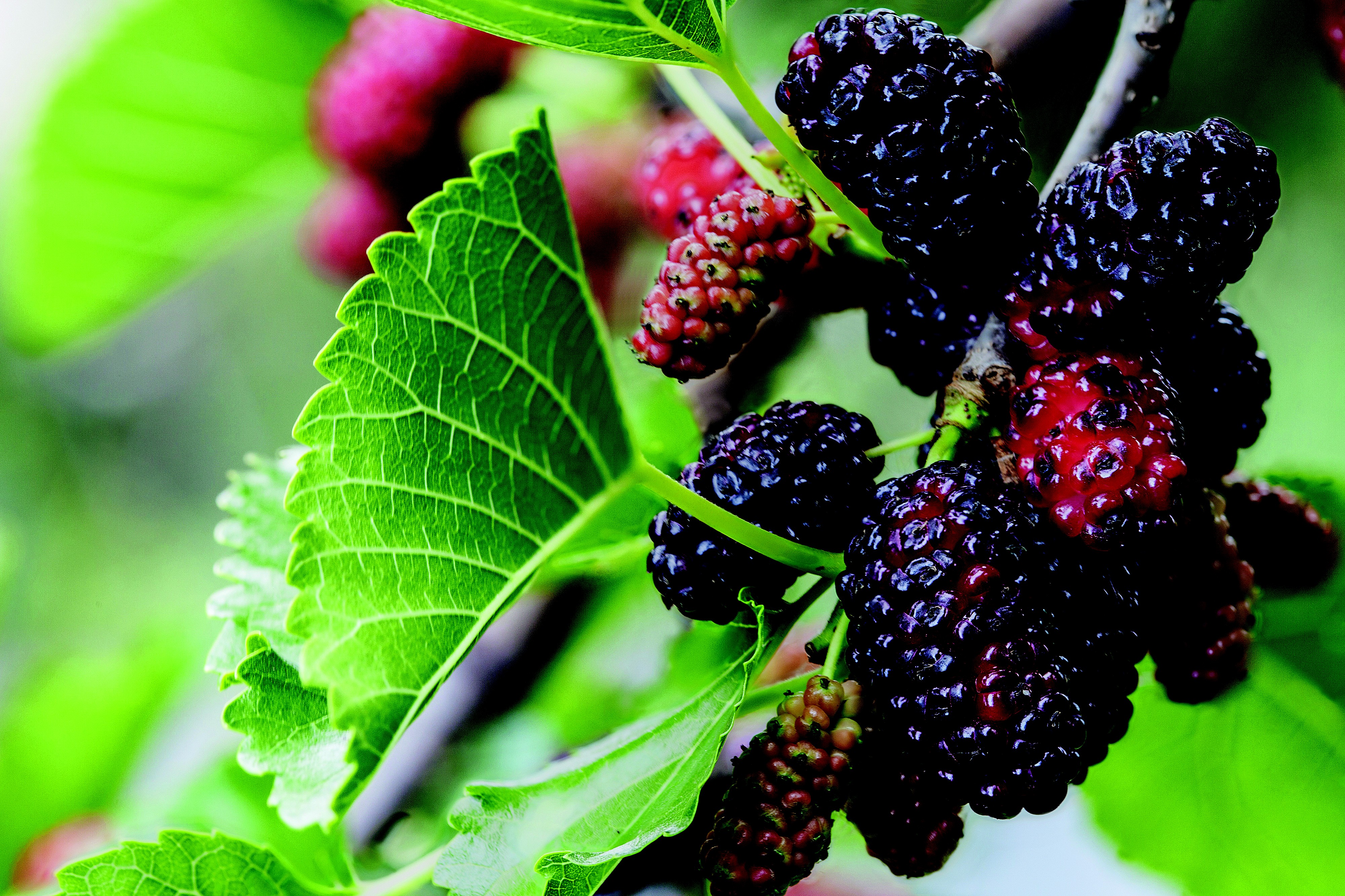 como plantar uma amoreira