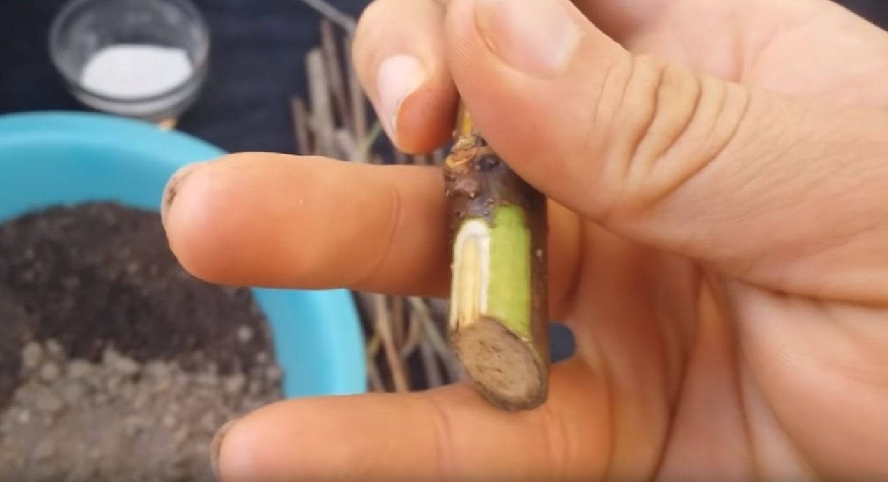 Adubação Orgânica para Amoreiras: O Segredo para Frutos Doces e Saudáveis