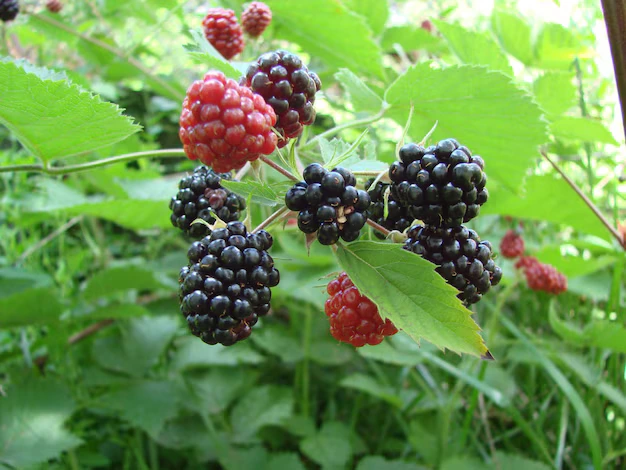 Tipos de Amoreira: Qual a Melhor Variedade para o Seu Jardim ou Vaso?