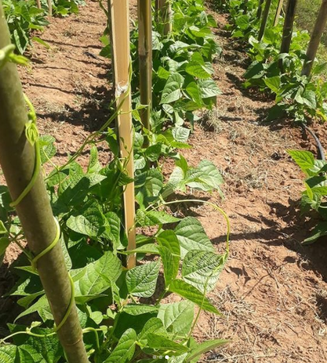 Como escolher as melhores sementes de vagem