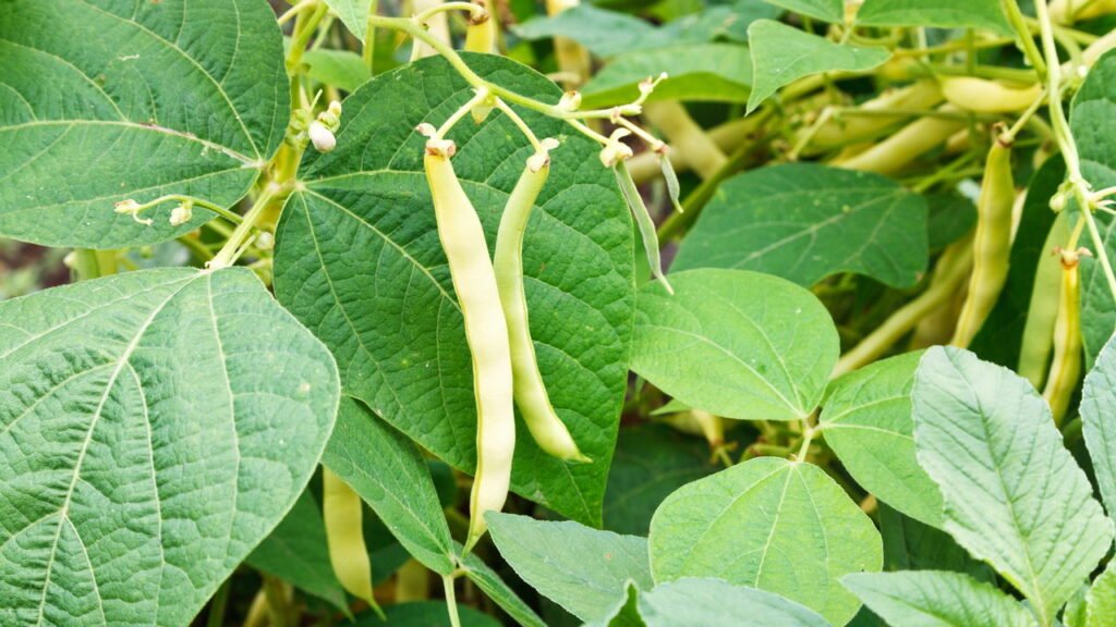 Guia completo de adubação para vagem