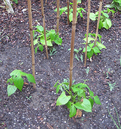 Solucionando problemas comuns no cultivo de vagem