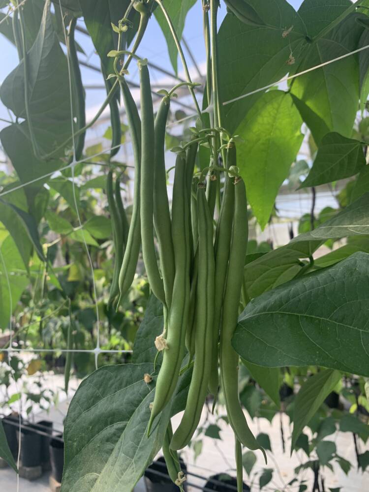 Vagem em vasos: tudo o que você precisa saber