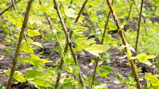 Receitas saudáveis com vagem fresca da sua horta