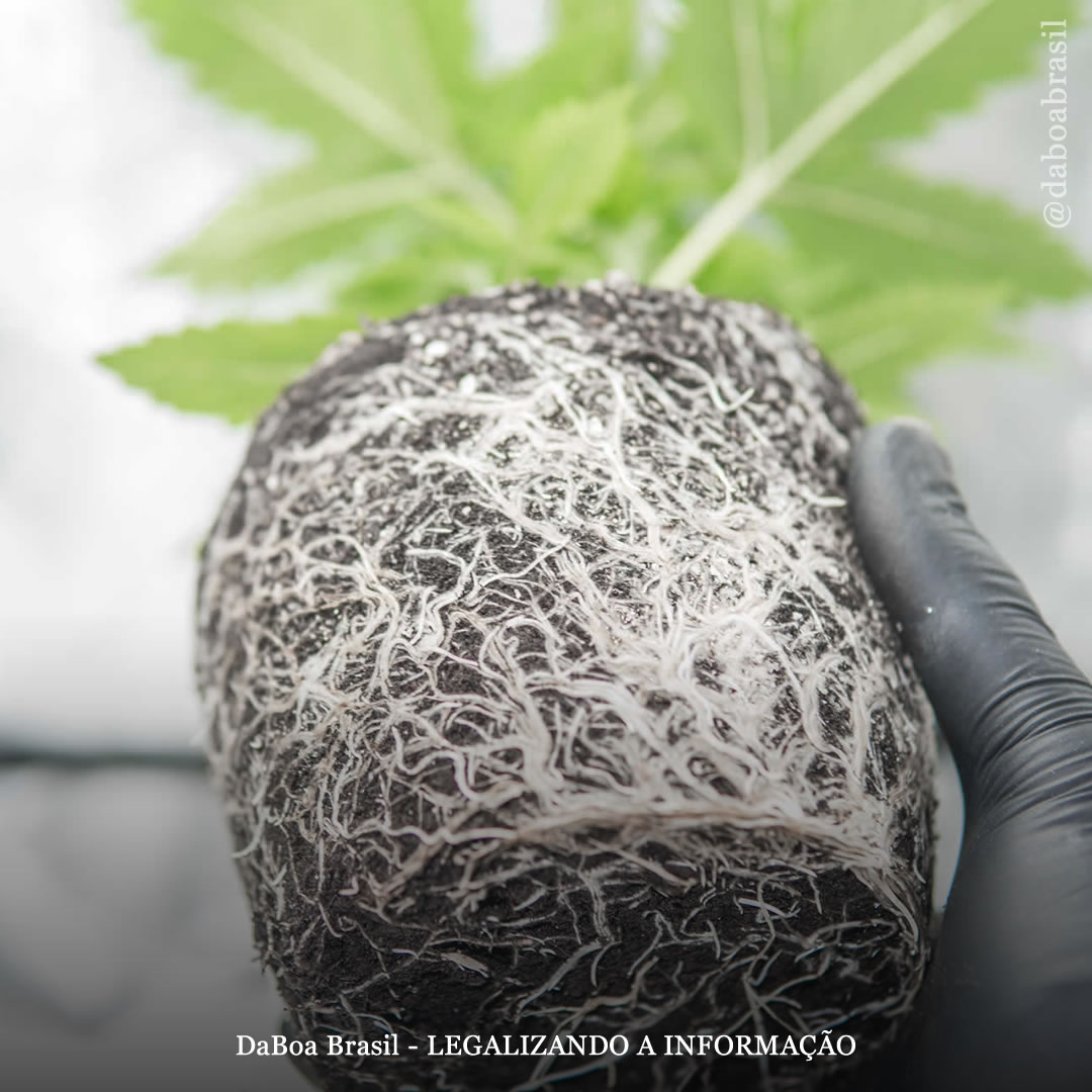 Como Escolher o Substrato Ideal Pós-Poda de Raízes