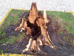 Plantas Mais Comuns que se Beneficiam da Poda de Raízes