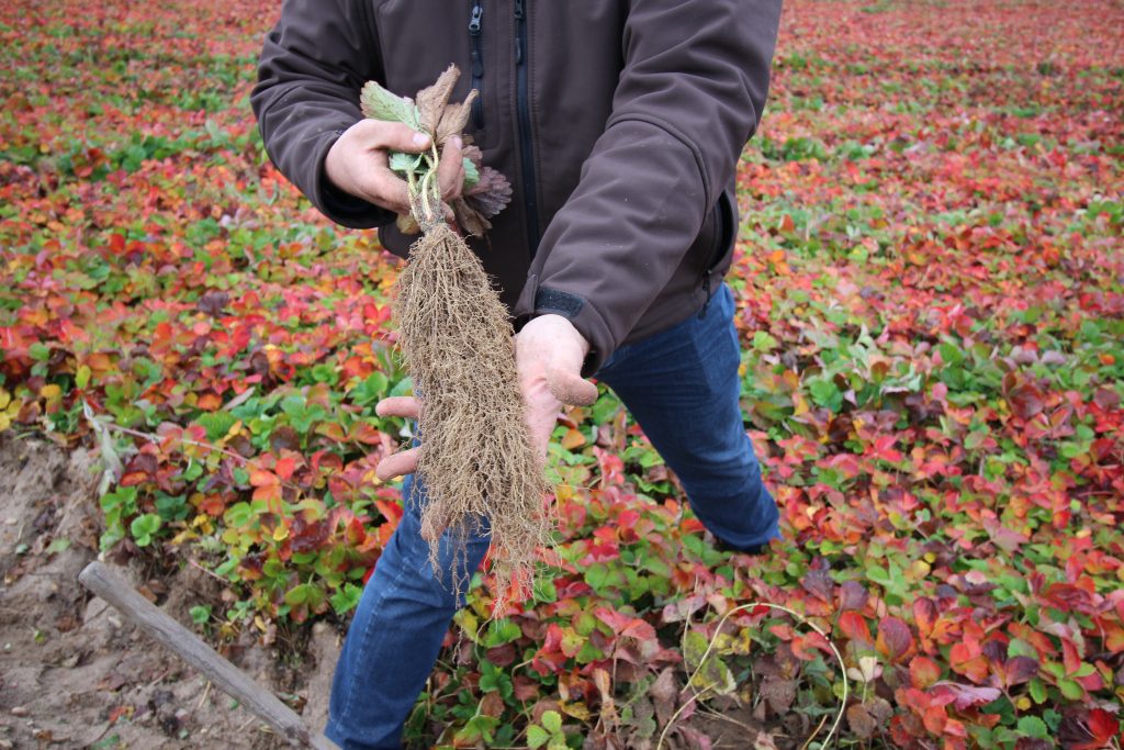 Erros Comuns ao Podar Raízes de Plantas em Vaso