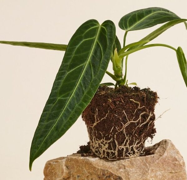 5 Sinais de que sua Planta Precisa de um 