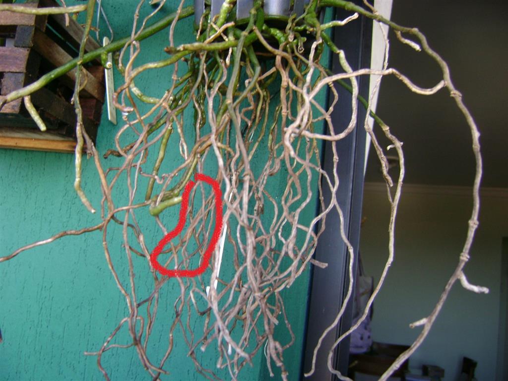 Guia Completo de Ferramentas para Poda de Raízes