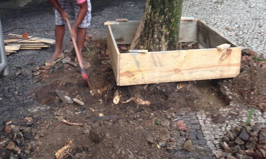 Como Escolher o Substrato Ideal Pós-Poda de Raízes