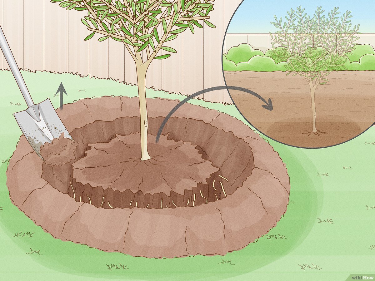 como podar raizes de arvores em vasos