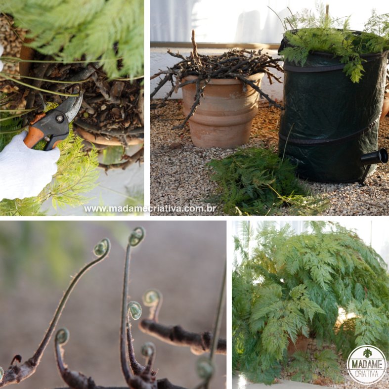 Melhores Frutíferas para Cultivar em Vasos: Guia Completo