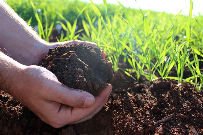 A Importância da Matéria Orgânica no Solo