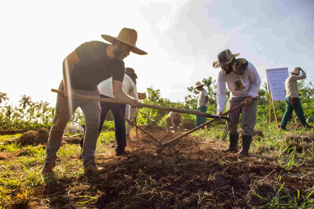 Tipos de Adubos Orgânicos para sua Horta