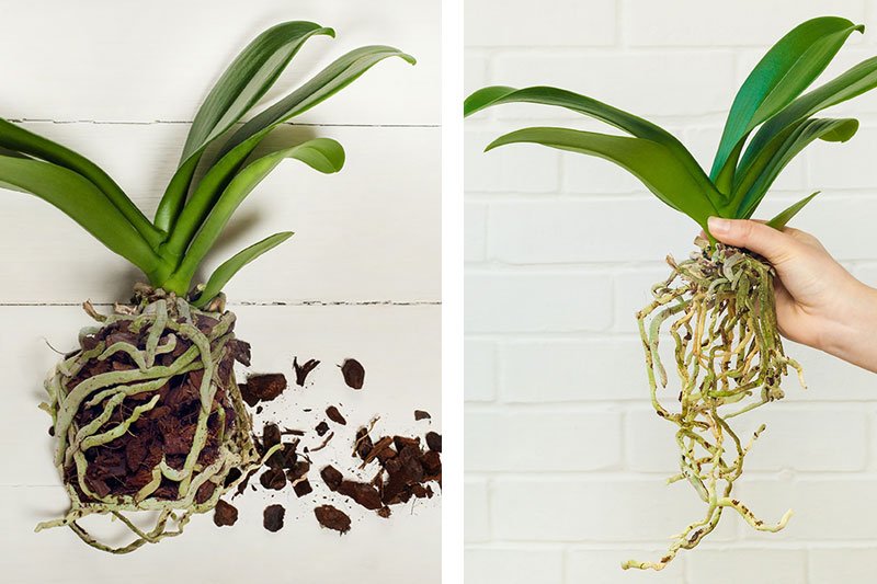 como replantar orquídeas