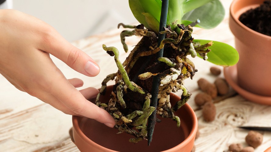 Guia Completo de Substratos para Orquídeas