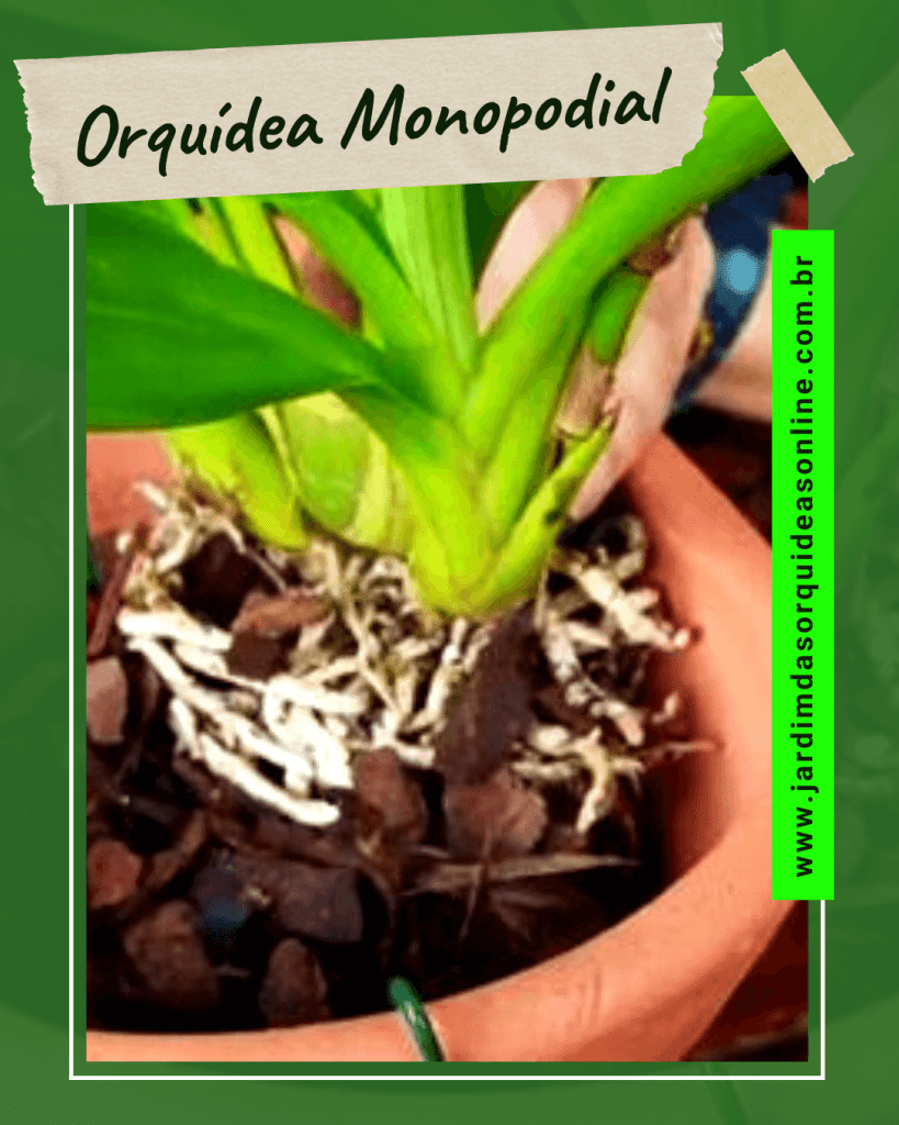 Adubação Pós-Replantio: Estimulando o Crescimento da Sua Orquídea