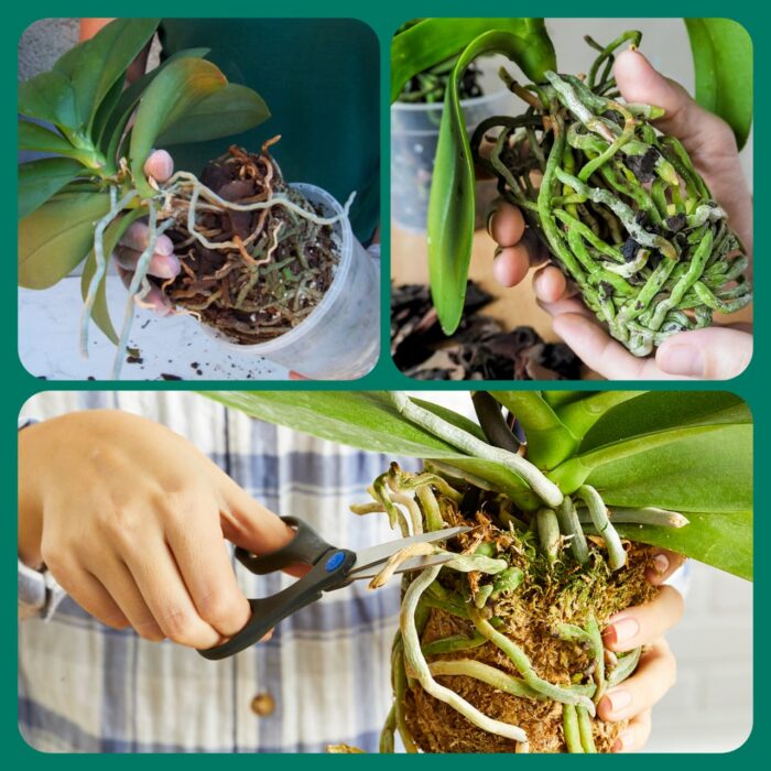 Os Melhores Vasos para Cada Tipo de Orquídea