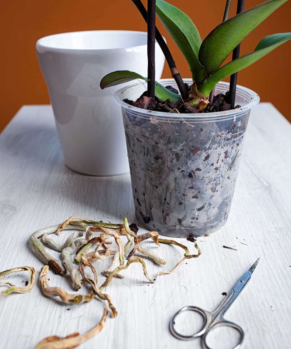 Adubação Pós-Replantio: Estimulando o Crescimento da Sua Orquídea