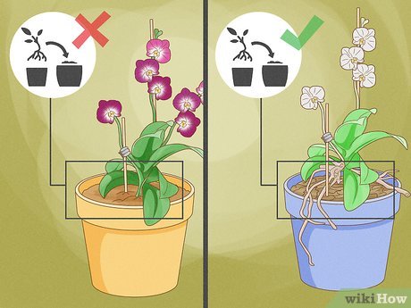 Quando e Como Replantar Orquídeas Raras