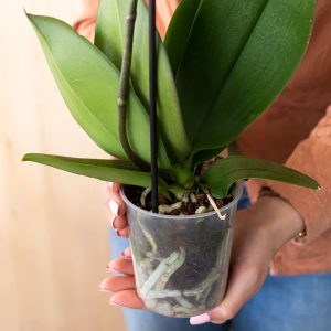 Os Melhores Vasos para Cada Tipo de Orquídea