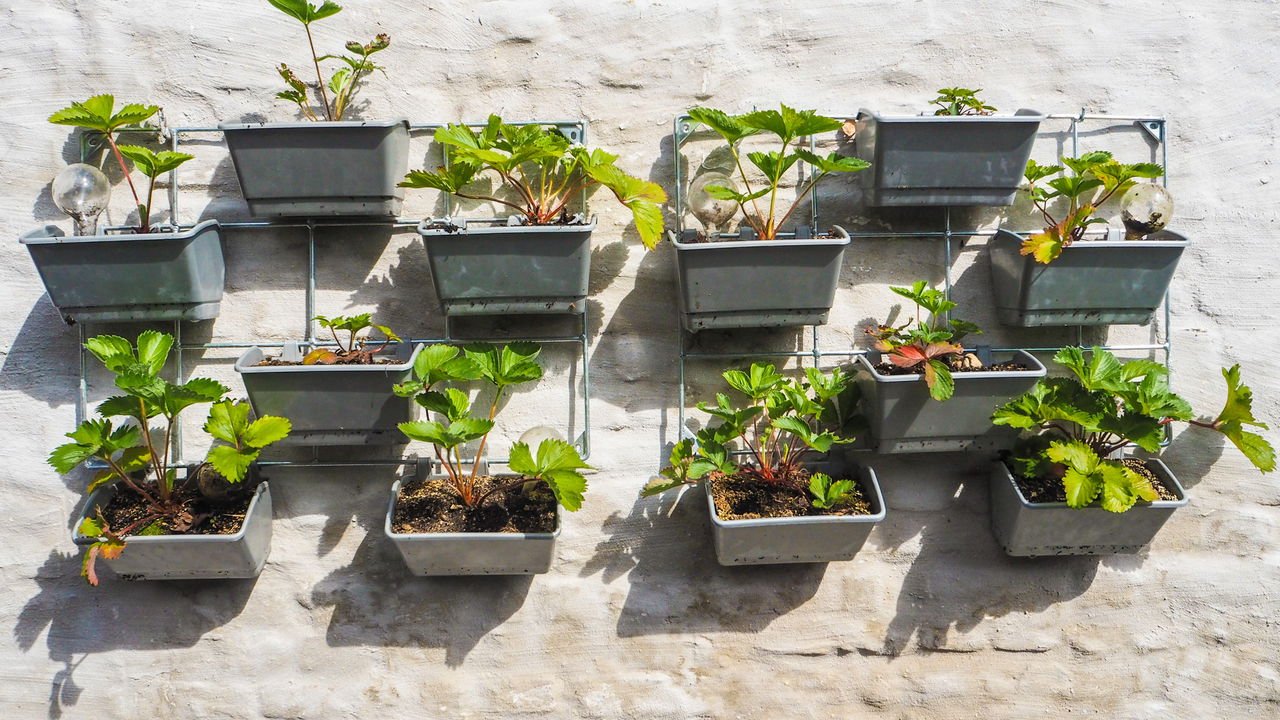 Como identificar temperos que perderam o sabor