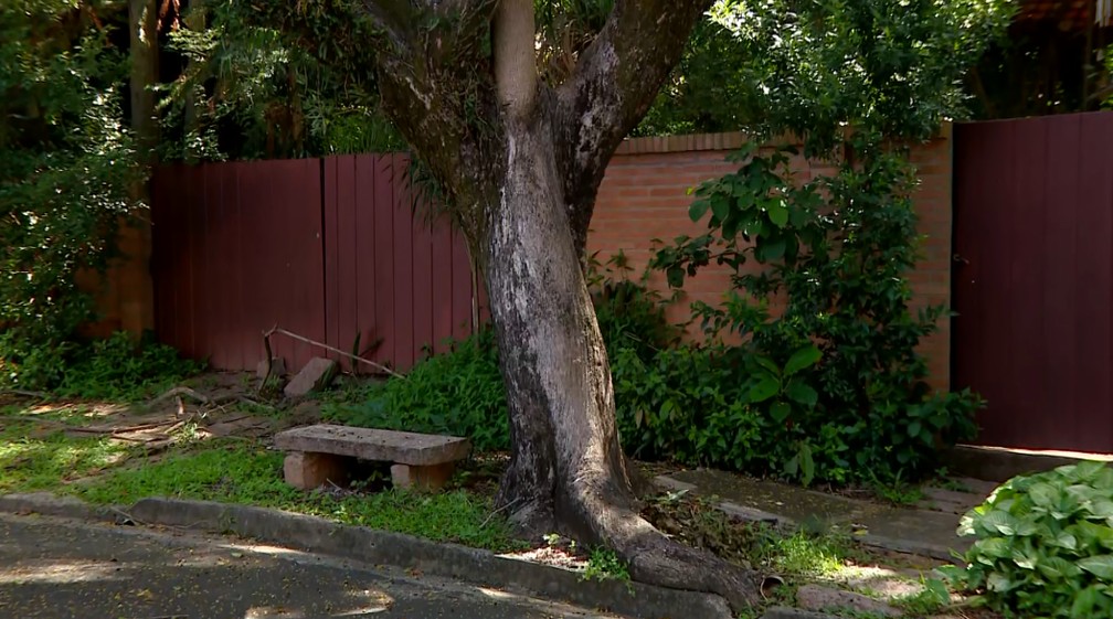 Árvores Caducifólias: Entenda o Ciclo de Dormência no Inverno