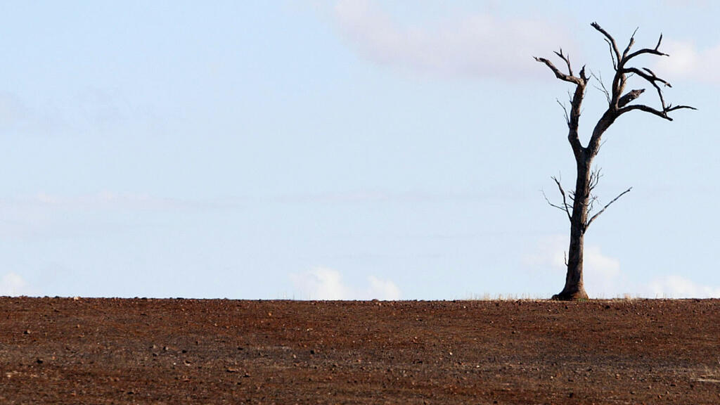 Doenças Comuns em Árvores e Como Preveni-las