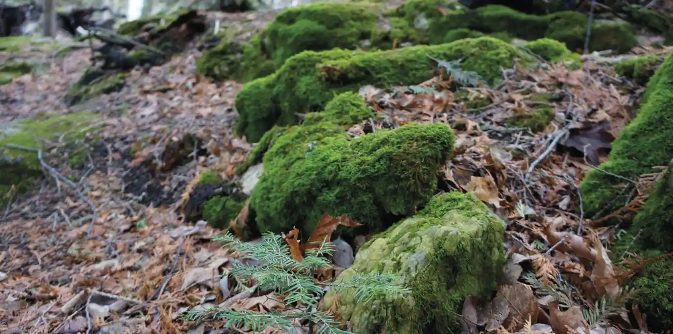 como saber se a arvore esta morta