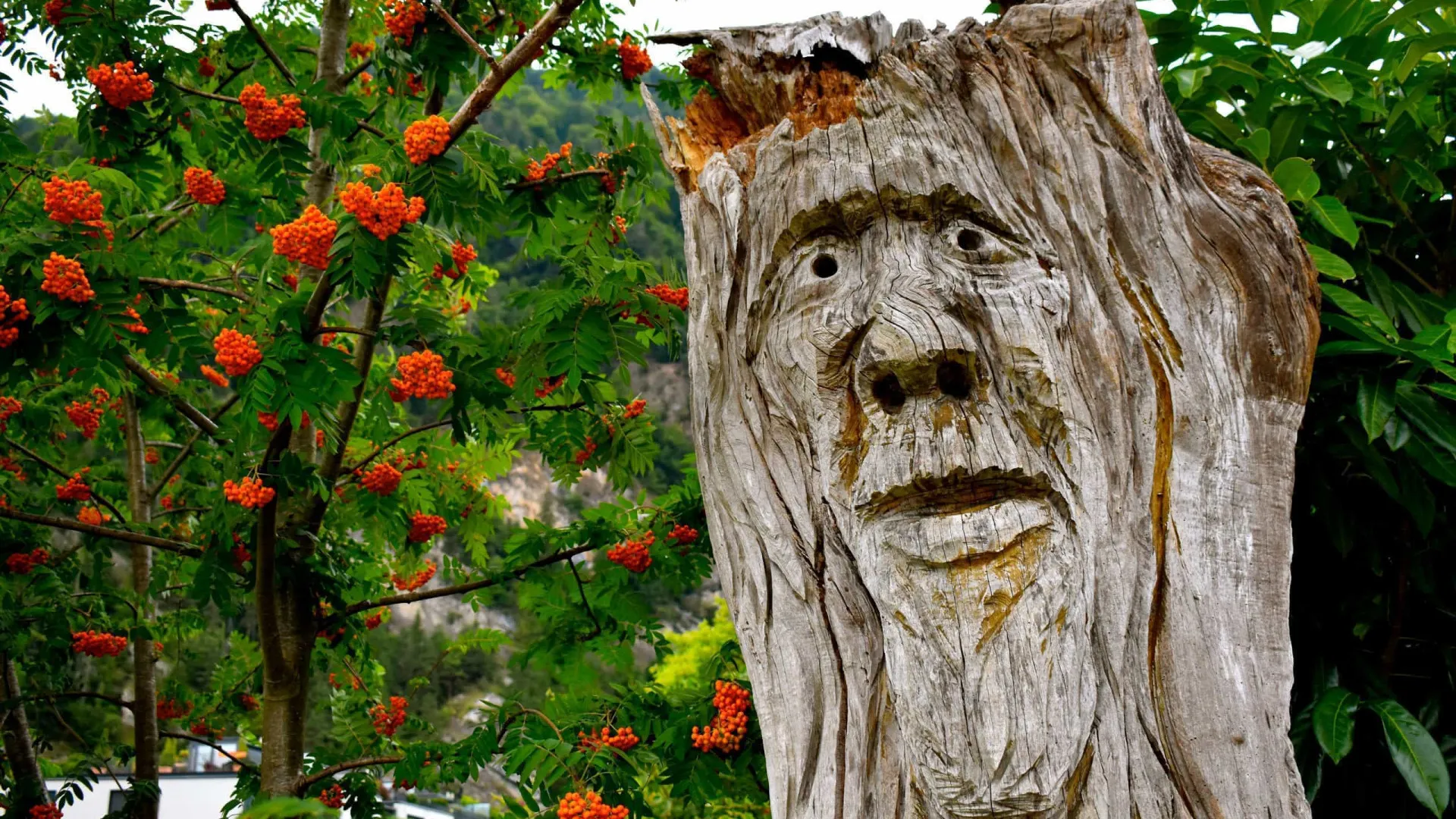 Como Recuperar uma Árvore que Ainda Apresenta Sinais de Vida