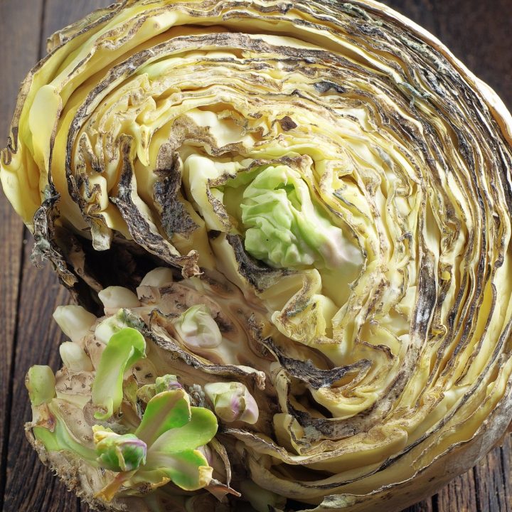 5 ideias de títulos:
1. Repolho Estragado: Os 5 Sinais Inconfundíveis que Você Precisa Saber
2. Guia Completo: Como Conservar Repolho Fresco por Mais Tempo
3. Repolho com Manchas Pretas: É Seguro Consumir?
4. Dicas de Ouro para Escolher e Armazenar o Repolho Perfeito
5. O Que Fazer com Repolho Murcho e Viscoso: Evite o Desperdício