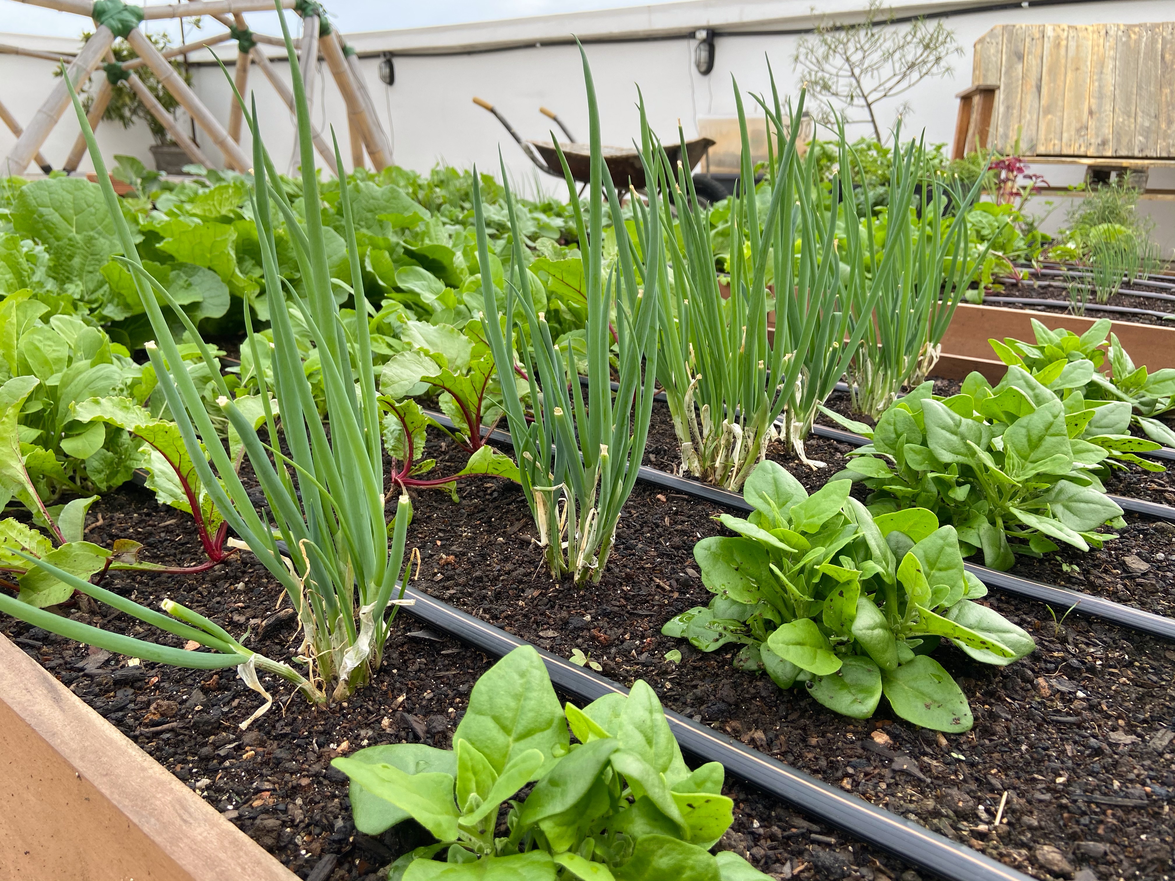 Sementes de Tomate e Pimenta: O Guia Definitivo para Coleta e Armazenamento